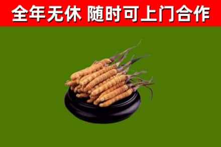龙马潭区回收冬虫夏草